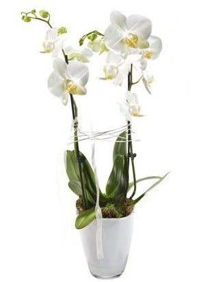 2 dall beyaz seramik beyaz orkide sakss  Gmhane iekiler 