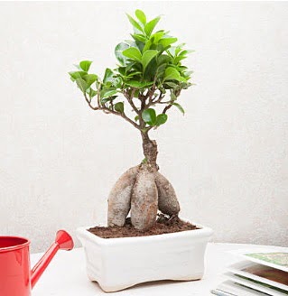 Exotic Ficus Bonsai ginseng  Gmhane ieki telefonlar 