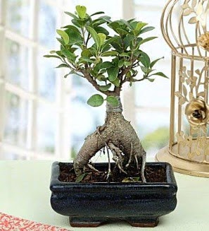 Appealing Ficus Ginseng Bonsai  Gmhane iek gnderme sitemiz gvenlidir 