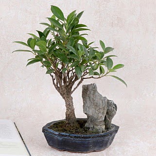 Japon aac Evergreen Ficus Bonsai  Gmhane iekiler 