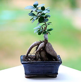 Marvellous Ficus Microcarpa ginseng bonsai  Gmhane kaliteli taze ve ucuz iekler 