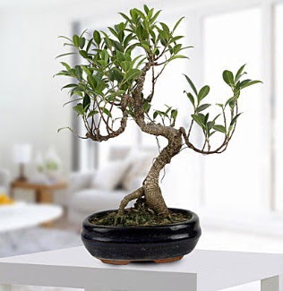 Gorgeous Ficus S shaped japon bonsai  Gmhane hediye iek yolla 