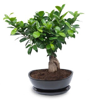 Ginseng bonsai aac zel ithal rn  Gmhane iek online iek siparii 
