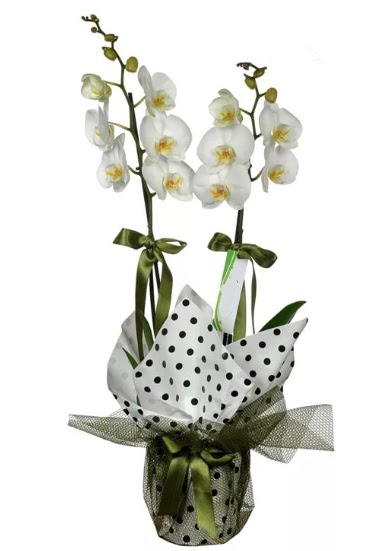 ift Dall Beyaz Orkide  Gmhane nternetten iek siparii 