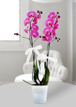 Çift dallı mor orkide  Gümüşhane çiçek servisi , çiçekçi adresleri 