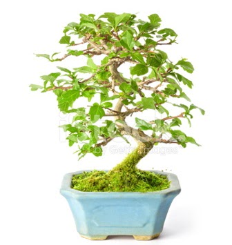 S zerkova bonsai ksa sreliine  Gmhane internetten iek sat 