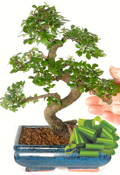 Yaklak 25 cm boyutlarnda S bonsai  Gmhane hediye sevgilime hediye iek 