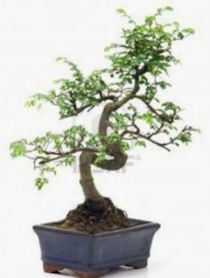 S gvde bonsai minyatr aa japon aac  Gmhane cicek , cicekci 