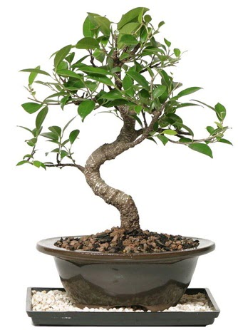 Altn kalite Ficus S bonsai  Gmhane online iek gnderme sipari  Sper Kalite