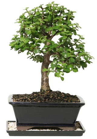 15 cm civar Zerkova bonsai bitkisi  Gmhane hediye sevgilime hediye iek 