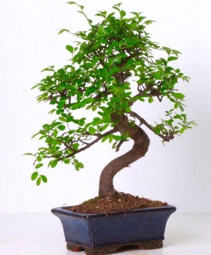 S gvdeli bonsai minyatr aa japon aac  Gmhane iekiler 