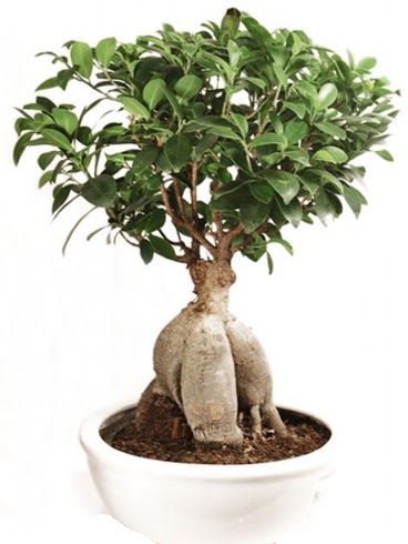 Ginseng bonsai japon aac ficus ginseng  Gmhane internetten iek sat 