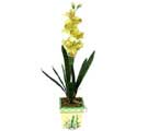 Özel Yapay Orkide Sari  Gümüşhane çiçek siparişi sitesi 