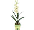 Özel Yapay Orkide Beyaz   Gümüşhane çiçekçi mağazası 