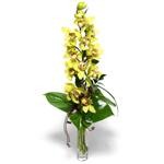  Gümüşhane internetten çiçek satışı  cam vazo içerisinde tek dal canli orkide