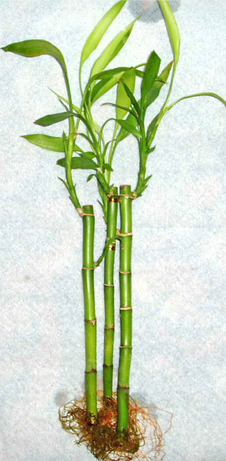 Lucky Bamboo 3 adet vazo hediye edilir   Gmhane yurtii ve yurtd iek siparii 