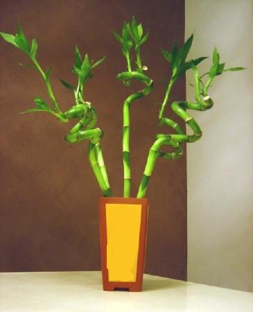 Lucky Bamboo 5 adet vazo ierisinde  Gmhane iek online iek siparii 