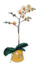  Gümüşhane güvenli kaliteli hızlı çiçek  Phalaenopsis Orkide ithal kalite