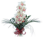  Gümüşhane hediye sevgilime hediye çiçek  Dal orkide ithal iyi kalite