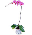  Gümüşhane online çiçekçi , çiçek siparişi  Orkide ithal kaliteli orkide 
