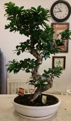 100 cm yüksekliğinde dev bonsai japon ağacı  Gümüşhane internetten çiçek satışı 