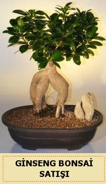İthal Ginseng bonsai satışı japon ağacı  Gümüşhane hediye sevgilime hediye çiçek 