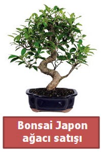 Japon ağacı bonsai satışı  Gümüşhane hediye sevgilime hediye çiçek 
