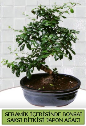 Seramik vazoda bonsai japon ağacı bitkisi  Gümüşhane hediye sevgilime hediye çiçek 