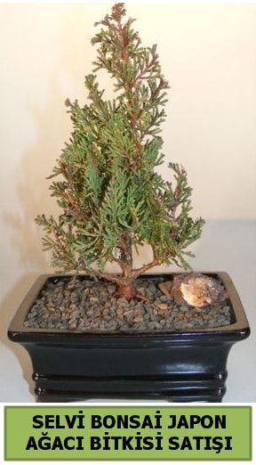 Selvi çam japon ağacı bitkisi bonsai  Gümüşhane online çiçek gönderme sipariş 
