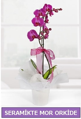 Seramik içerisinde birinci kalite tek dallı mor orkide  Gümüşhane internetten çiçek satışı 