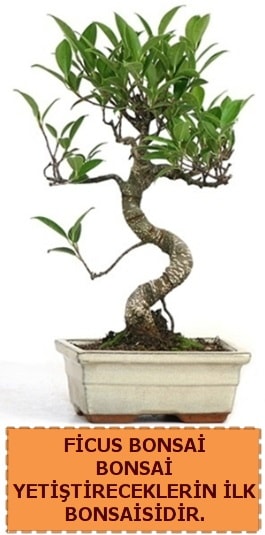 Ficus bonsai 15 ile 25 cm arasındadır  Gümüşhane internetten çiçek siparişi 