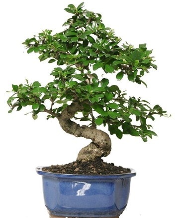 21 ile 25 cm arası özel S bonsai japon ağacı  Gümüşhane online çiçek gönderme sipariş 
