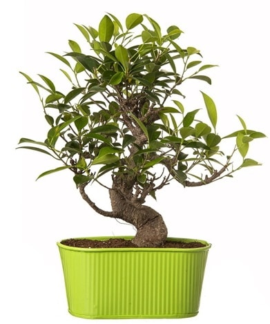 Ficus S gövdeli muhteşem bonsai  Gümüşhane hediye sevgilime hediye çiçek 